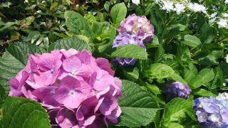 毒にも薬にもなるメディカルハーブ。植物は体に優しいわけじゃない。